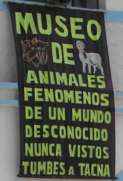 MUSEO DE ANIMALES FENOMENOS 02