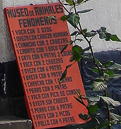 MUSEO DE ANIMALES FENOMENOS 03